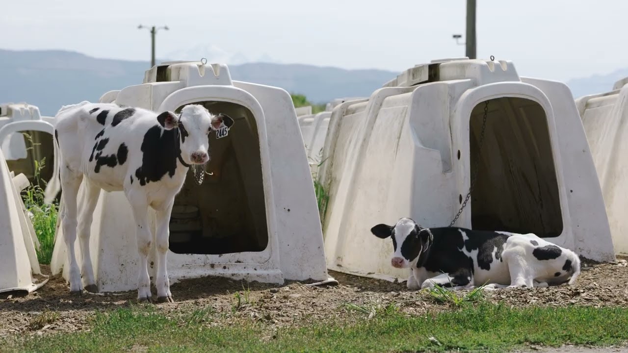 Lynden Dairy Farmer Shares How Westwaard Calf Feeding Equipment Improved Workflow On Family Farm