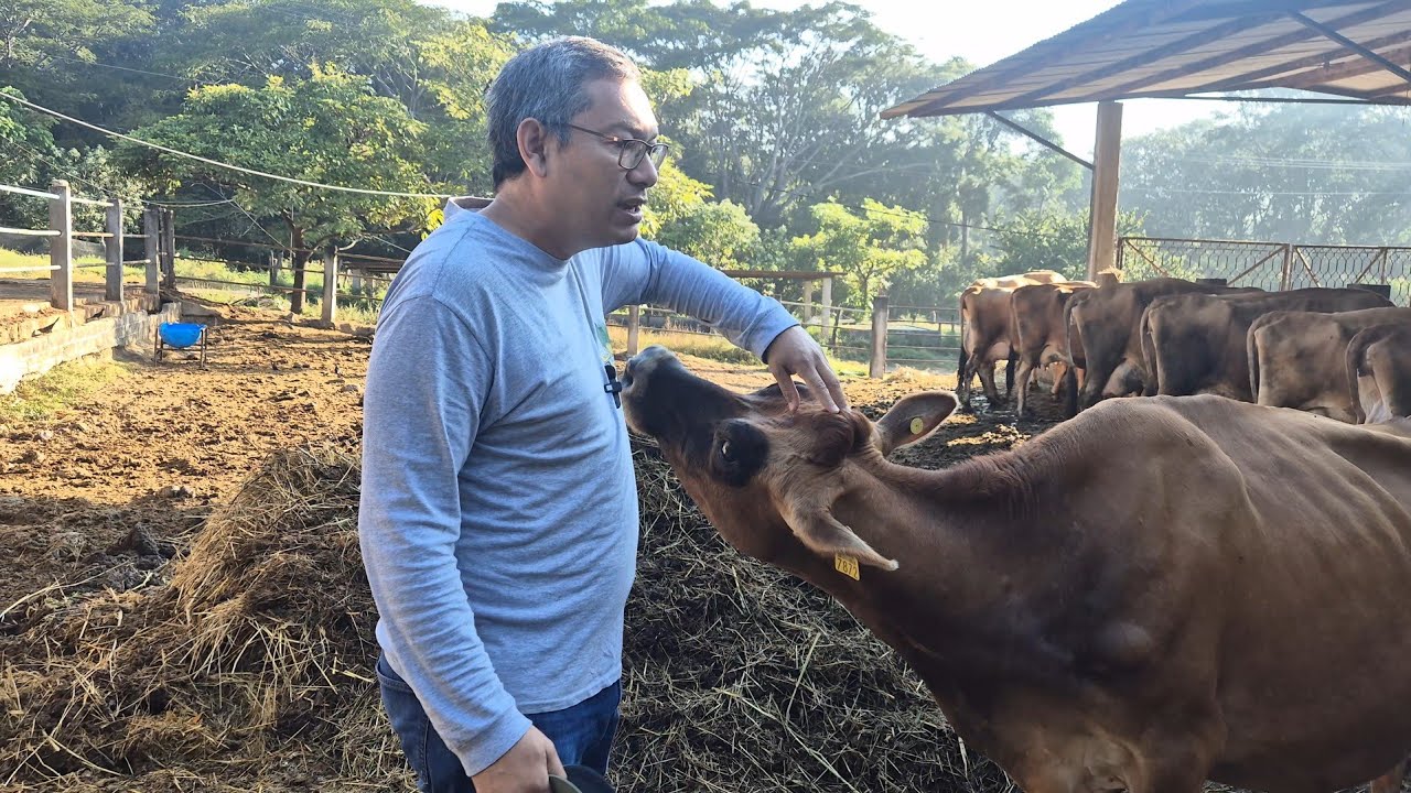JERSEY.. Rancho LOS FLAMBOYANES.. Villaflores.. Chiapas.. MX.. 2da Parte 1/2...