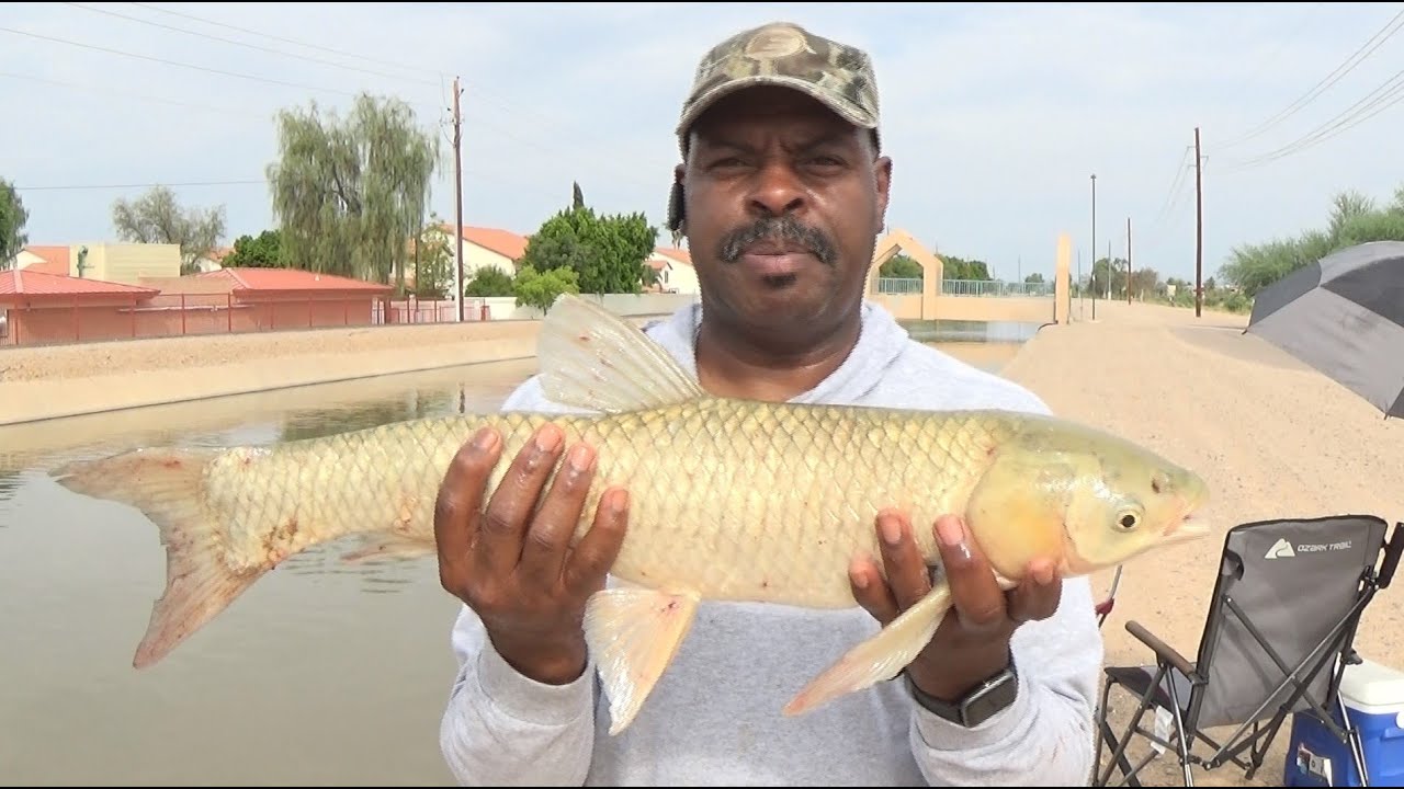 CARP FISHING IN CANALS (phoenix arizona)