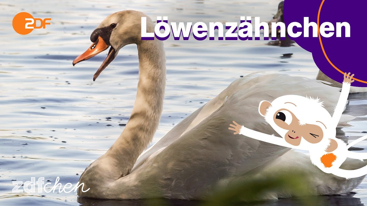 Schwan (Mini) | LÖWENZÄHNCHEN | ZDFchen