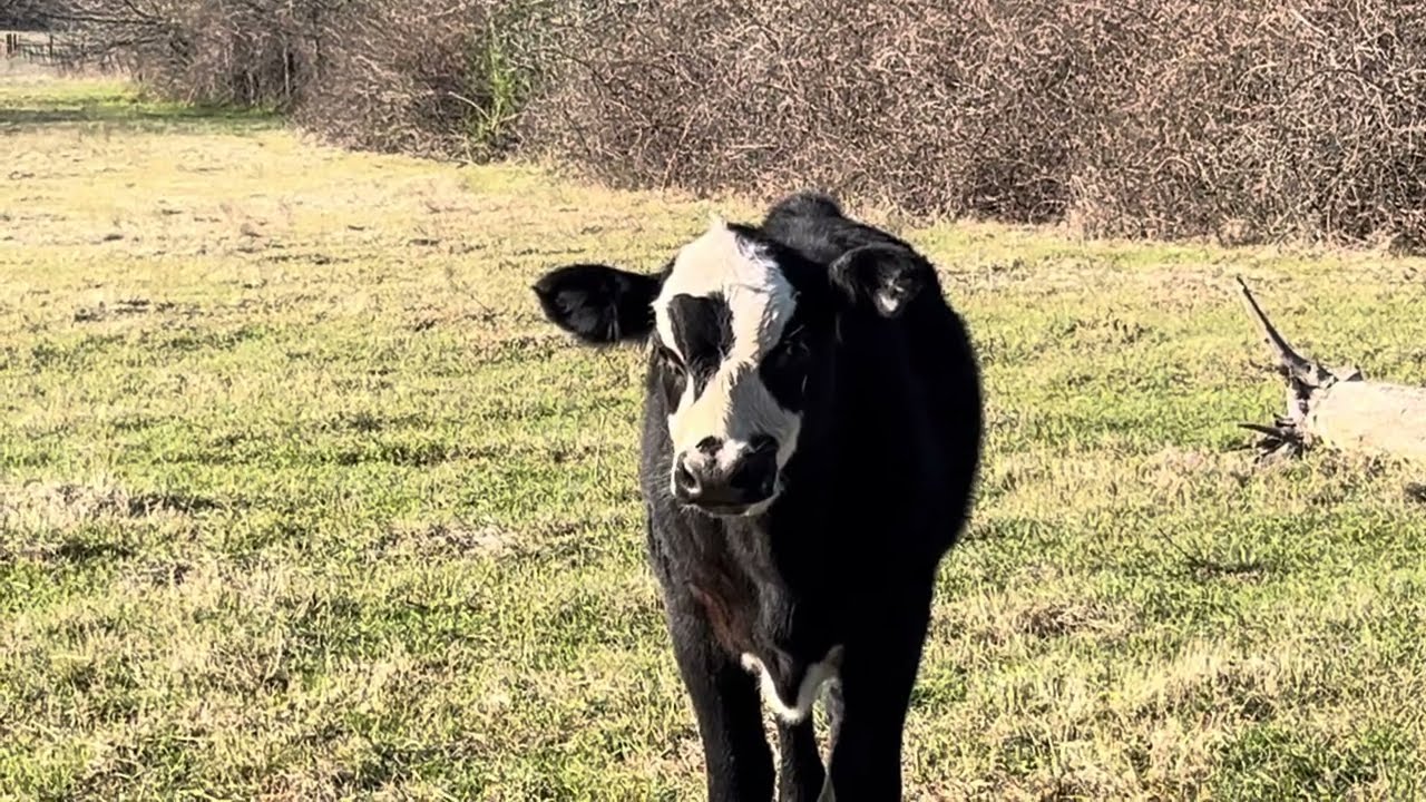 Texas angus beef