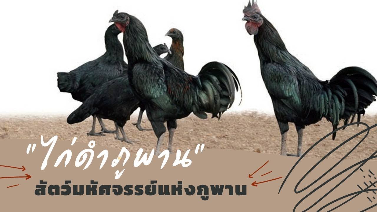 มหัศจรรย์แห่งศูนย์ฯ ภูพานฯ ตอน ไก่ดำภูพาน