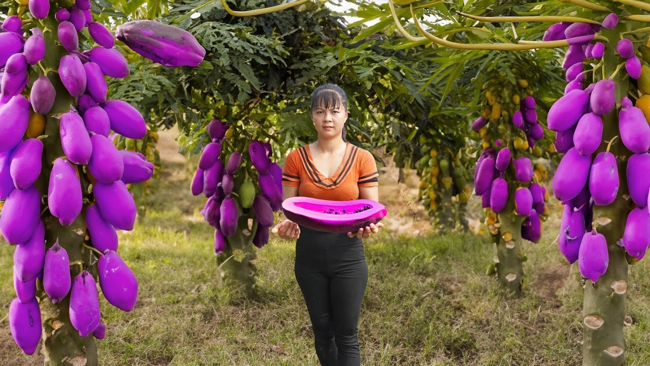 Harvesting Cucumber & Lemon Goes To Market Sell, Take care animals in farm | Tiểu Vân Daily Life