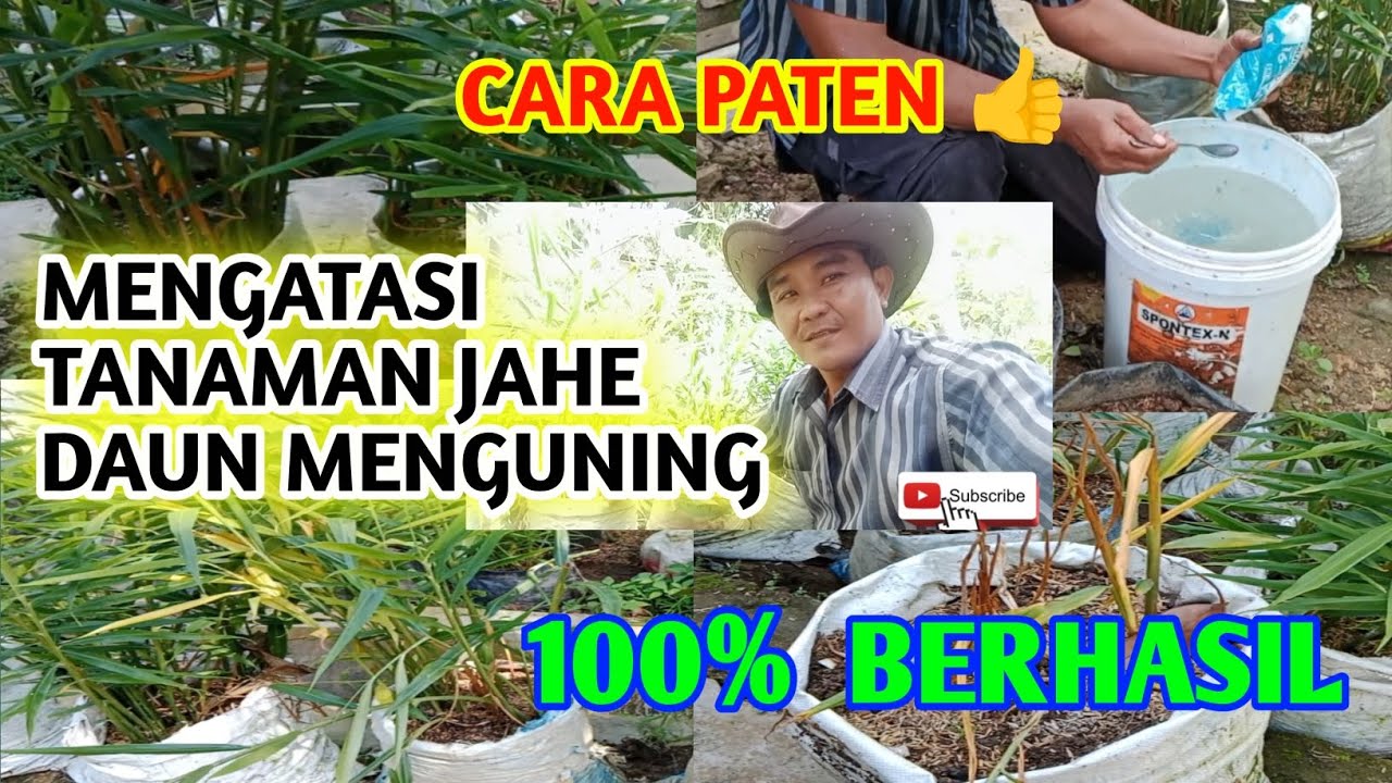 CARA MENGATASI TANAMAN JAHE MENGUNING, 100 % BERHASIL 👍