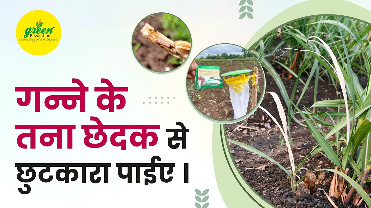 Early shoot borer Sugarcane | chilo infuscatellus life cycle | IPM in sugarcane | Pheromone trap