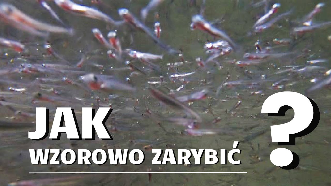 Jak wzorowo zarybić jezioro ? Seria filmów z zarybień mazurskich jezior.