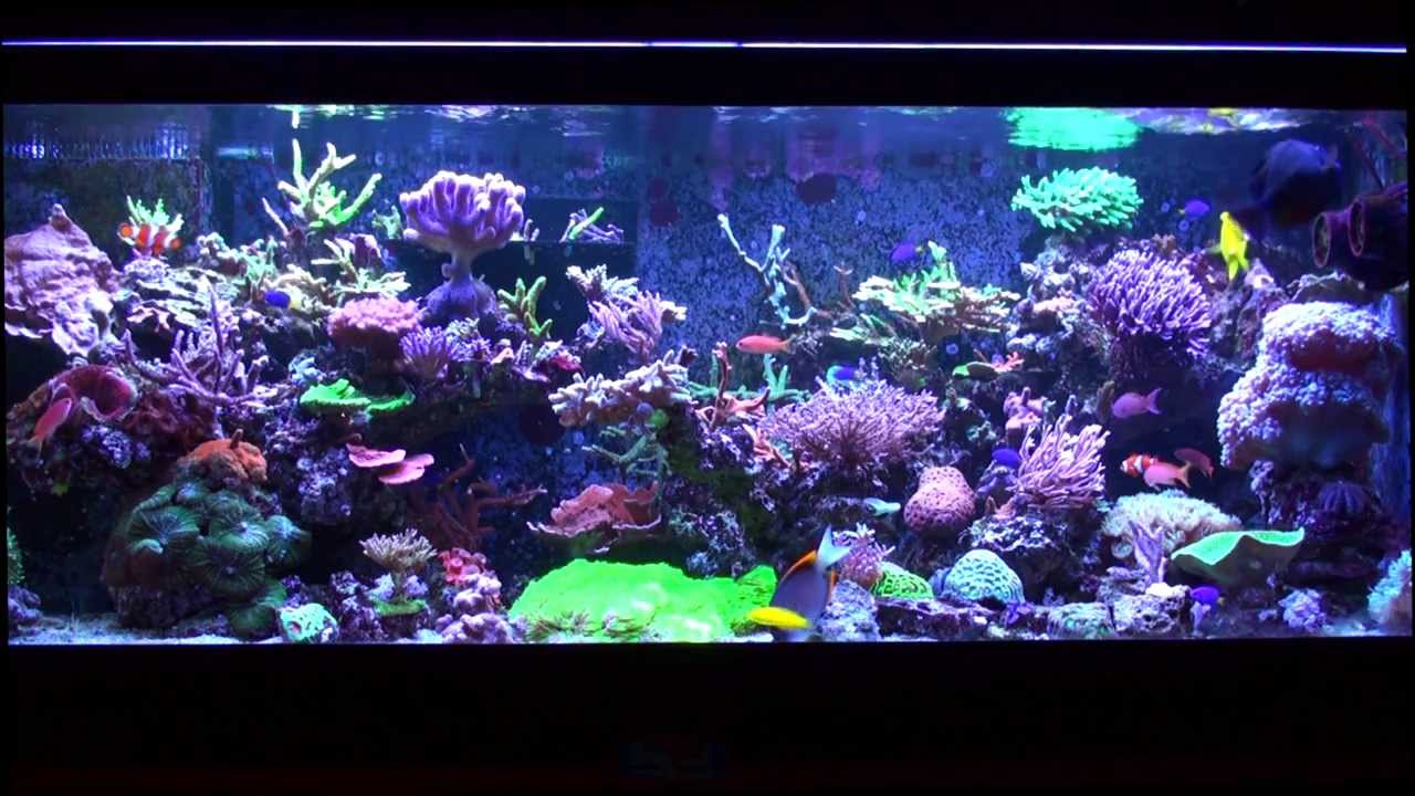 600L SPS tank