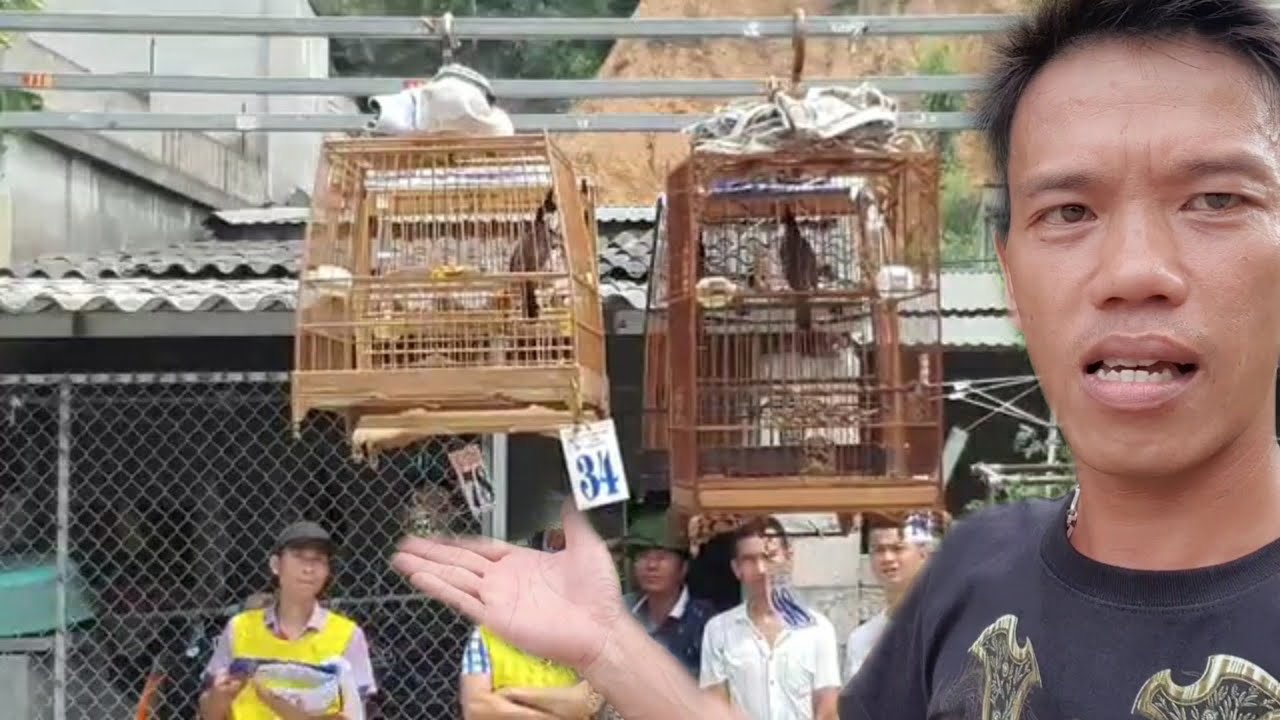CHÚ CHIM CẤT 4 TIẾNG CHÉ RỢN NGƯỜI tại VÒNG CHUNG KẾT