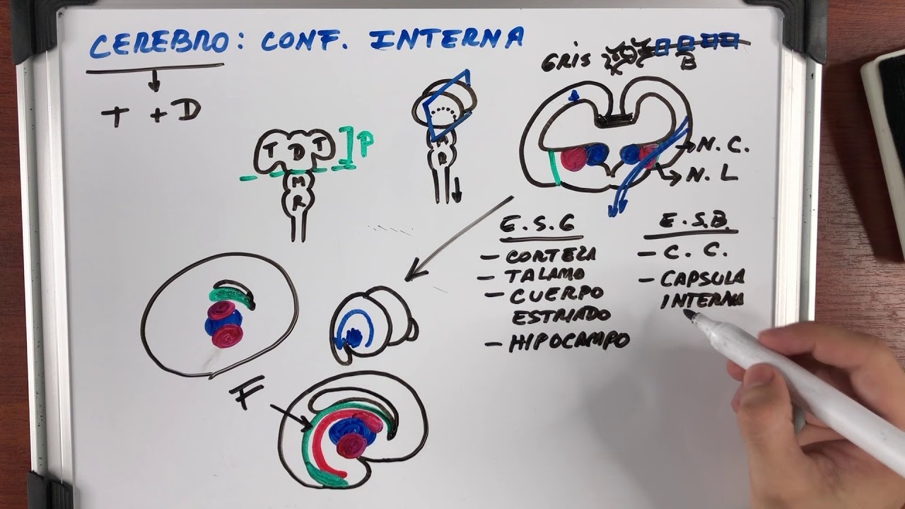 CONFIGURACIÓN INTERNA DEL CEREBRO (TELENCÉFALO Y DIENCÉFALO)