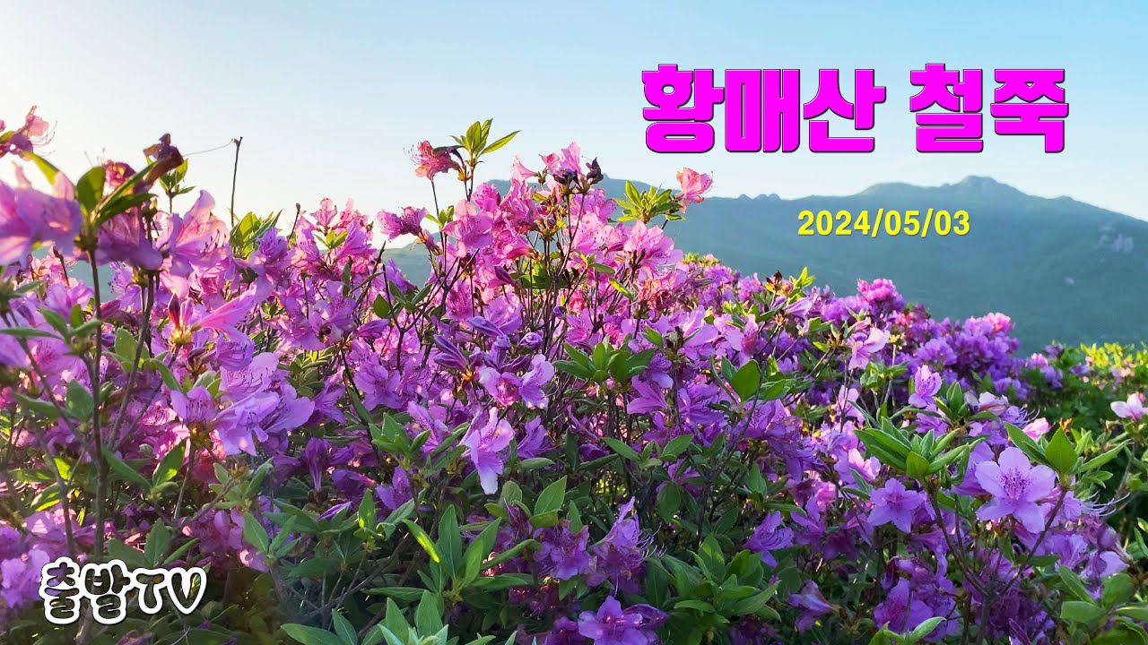 황매산철쭉(2024/05/03)