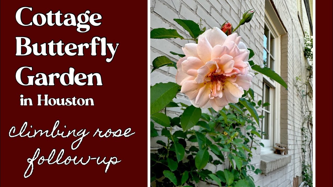 April 30 Cottage Butterfly Garden Houston TX zone 9a climbing rose tutorial follow up ￼