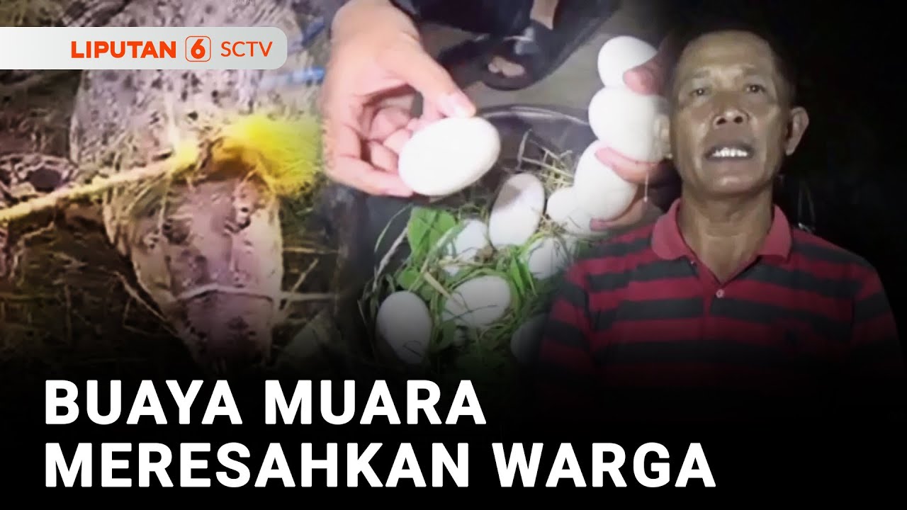 Warga Tangkap Buaya Muara di Pinggir Sungai | Liputan 6