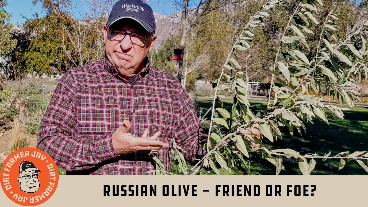 Russian Olive - Friend or Foe?