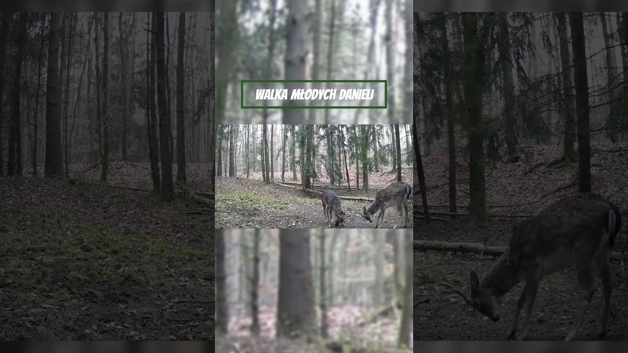 WALKA MŁODYCH DANIELI #fotopułapka #fotopułapki #daniel #daniele #las #forest #trailcam #trailcamera