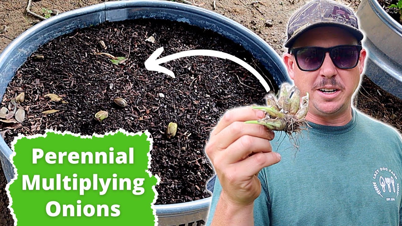 The Easiest Onions to Grow! | Cajun Multiplying Onions