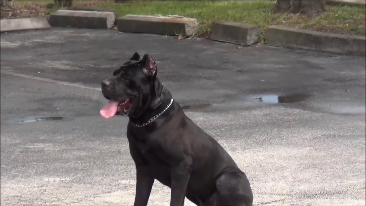 Family Protection Dog, Cane Corso -Bishop