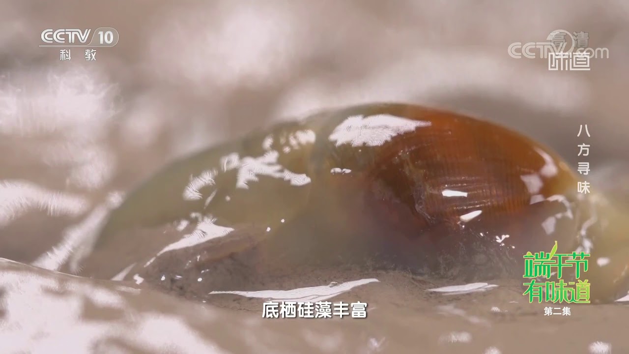 [味道]端午节&middot;有味道（二） 八方寻味 捕获泥螺小妙招| 美食中国 Tasty China