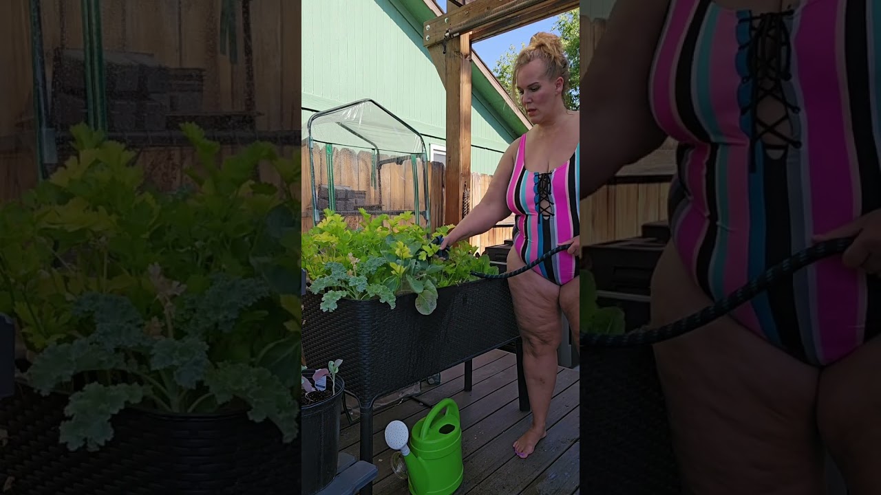 Watering my Raised Bed Garden#shorts