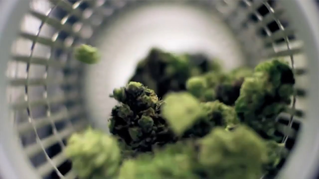 Lift & Co. Cannabis Expo Spotlight: Twister Trimmer