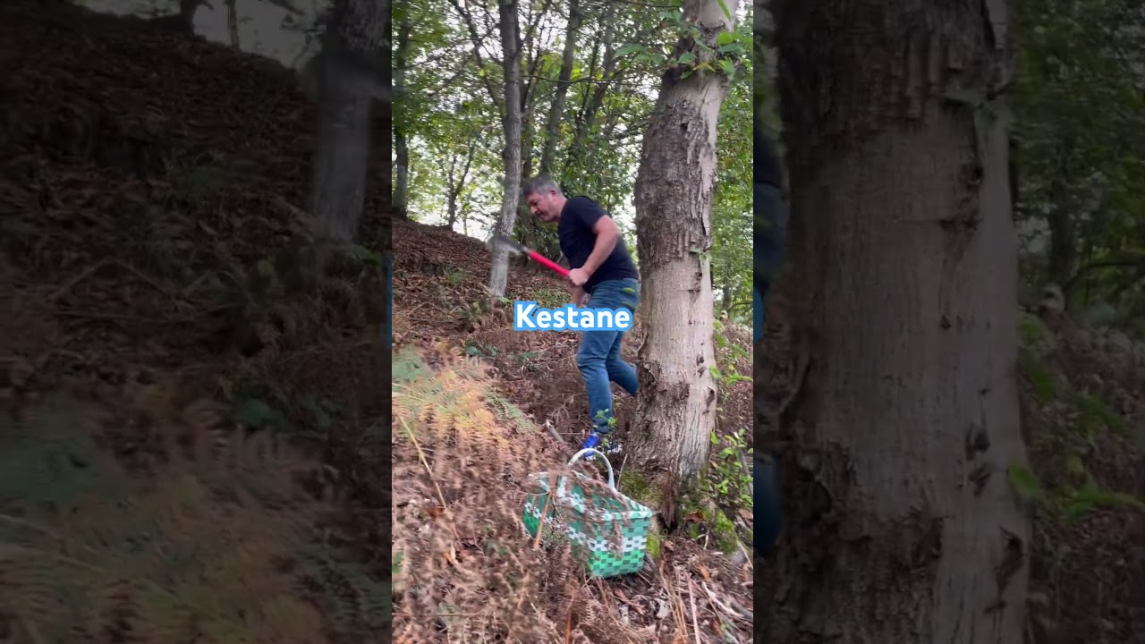 Kestane zamanı #kestane #huzur  #keşfet  #nature  #hayat  #dağ  #orman