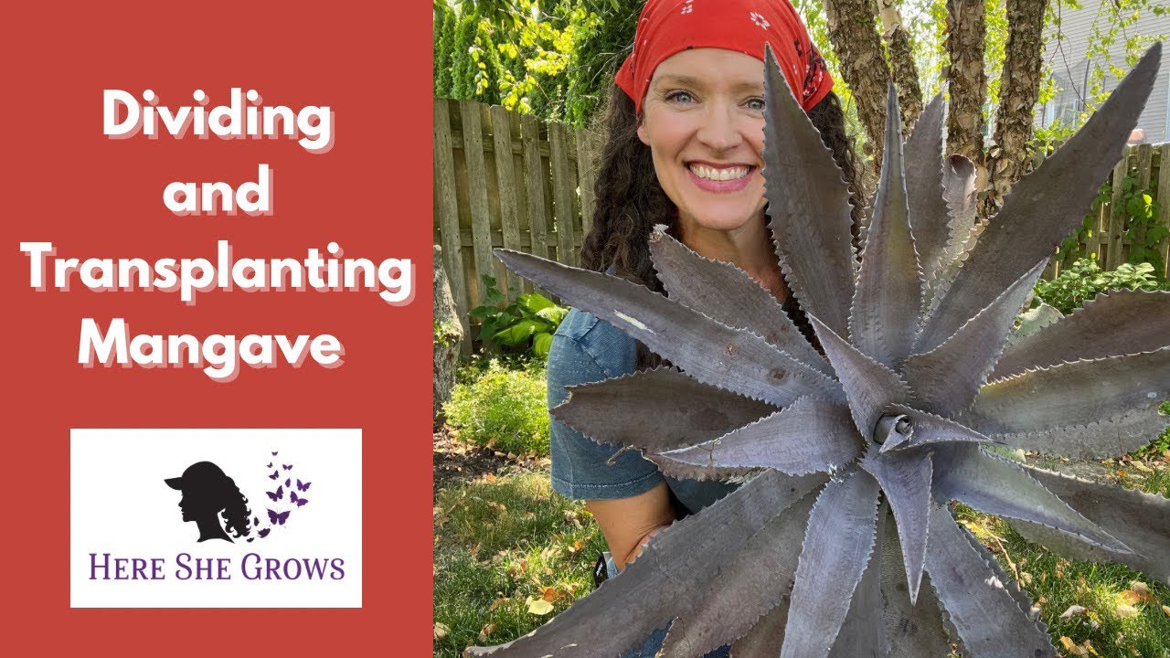 Dividing and Transplanting Mangave | Here She Grows
