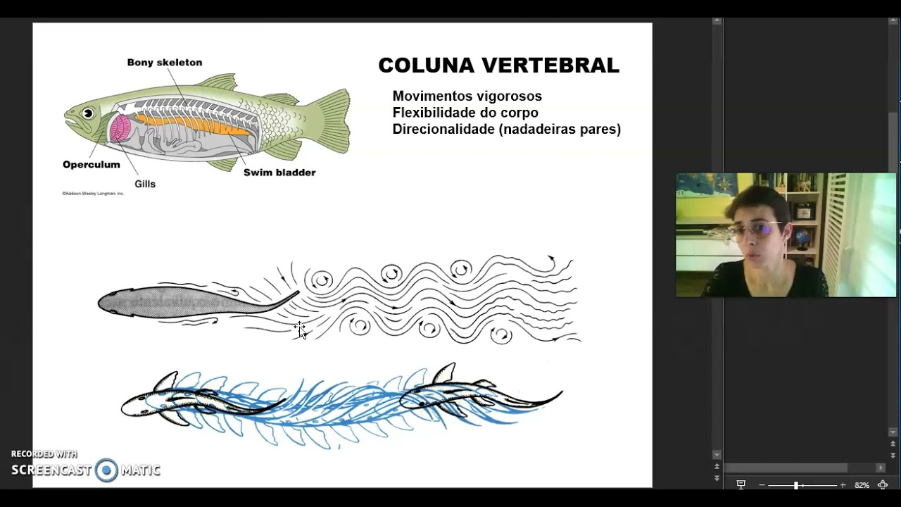 Evolução SN vertebrados I