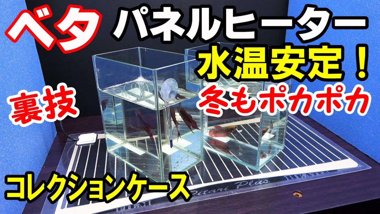 【必見】極寒の冬、ﾊﾟﾈﾙﾋｰﾀｰで高水温を保つ技！！！【熱帯魚ベタ】season5-4