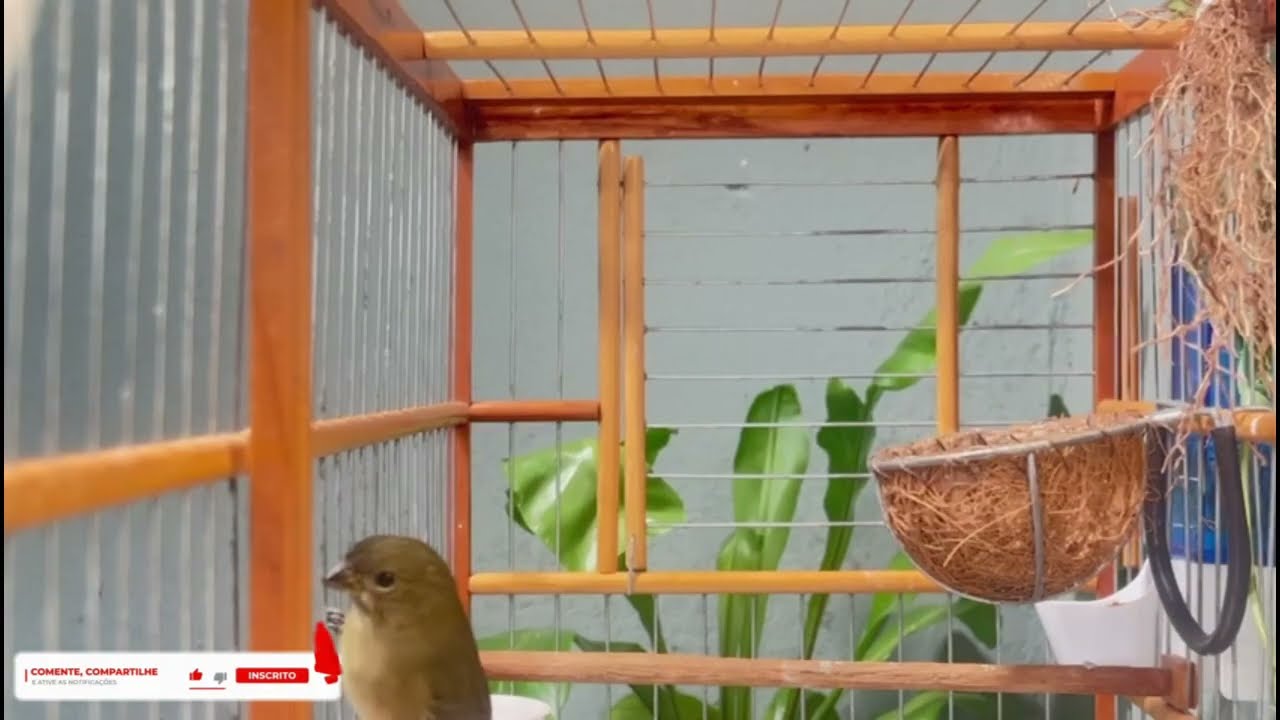 FÊMEA de BAIANO Chamando Muito FOGOSA levanta DEFUNTO!