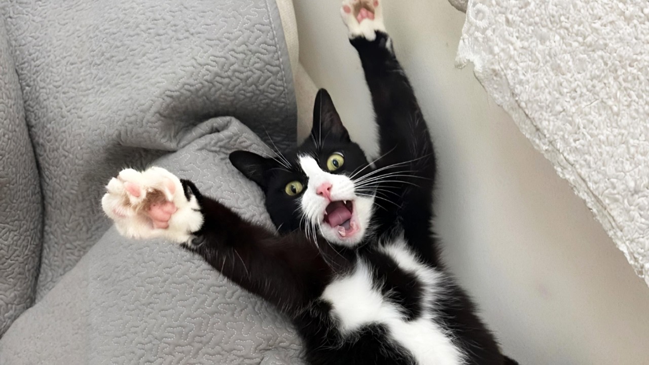 You Laugh, You Lose! 🤣 Funny Cat Videos 2026 😹 Part 125