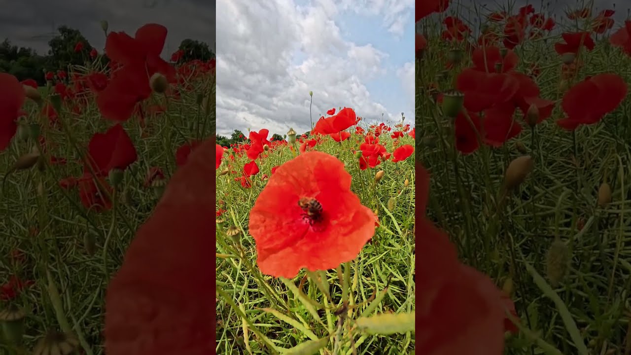 Biene sammelt Nektar auf Mohnblumen Feld, Insta360 X5