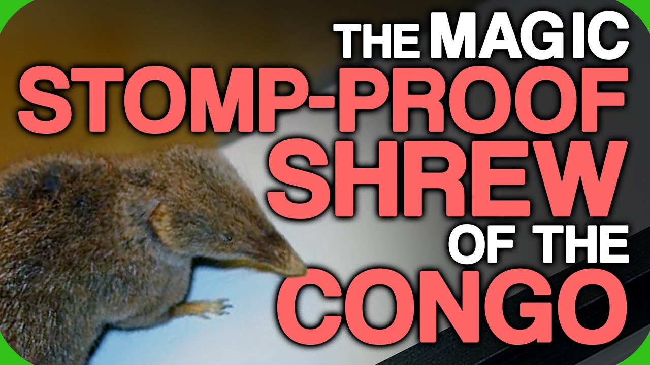 The Magic Stomp-Proof Shrew of the Congo (Characters We Didn't Know Were So Strong)