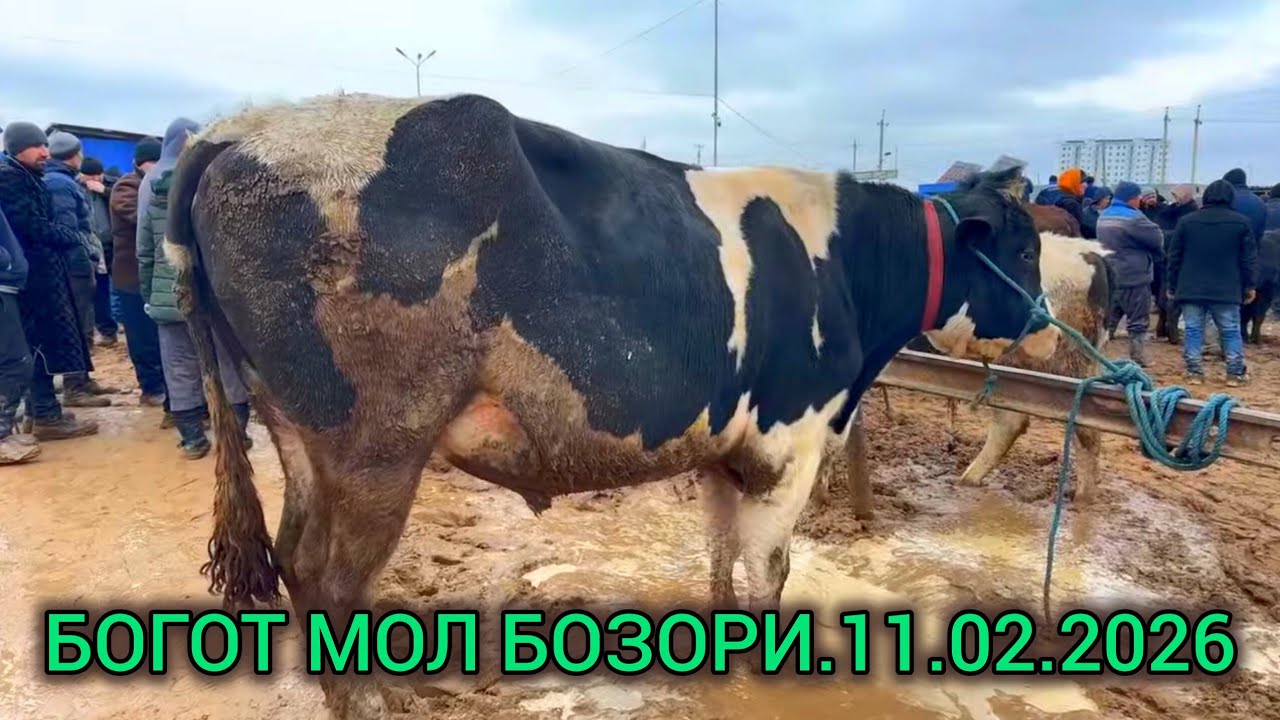 BOG'OT MOL BOZORI.11.02.2026.ALIXON efirda