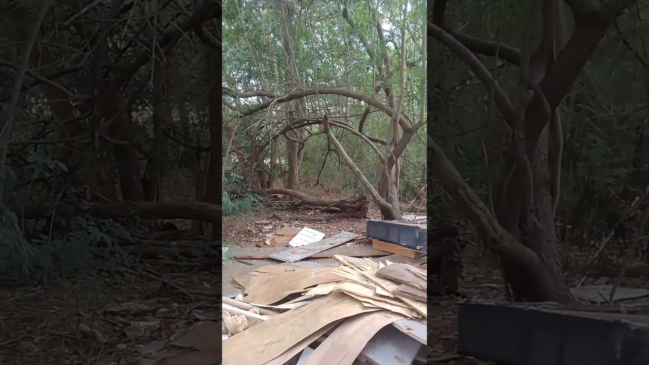 VID 20250413 113413 uma area verde do parque novo mundo