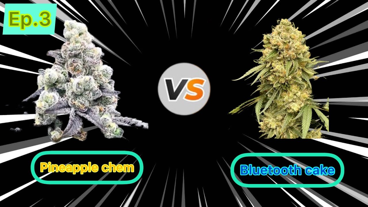 Battle of the strains: Ep 3