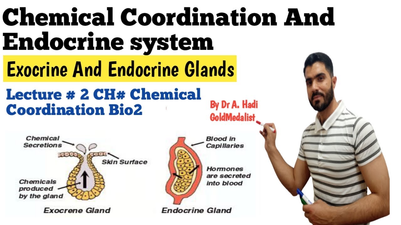 L-1 Chemical Coordination and Endocrine system, Exocrine and Endocrine glands difference
