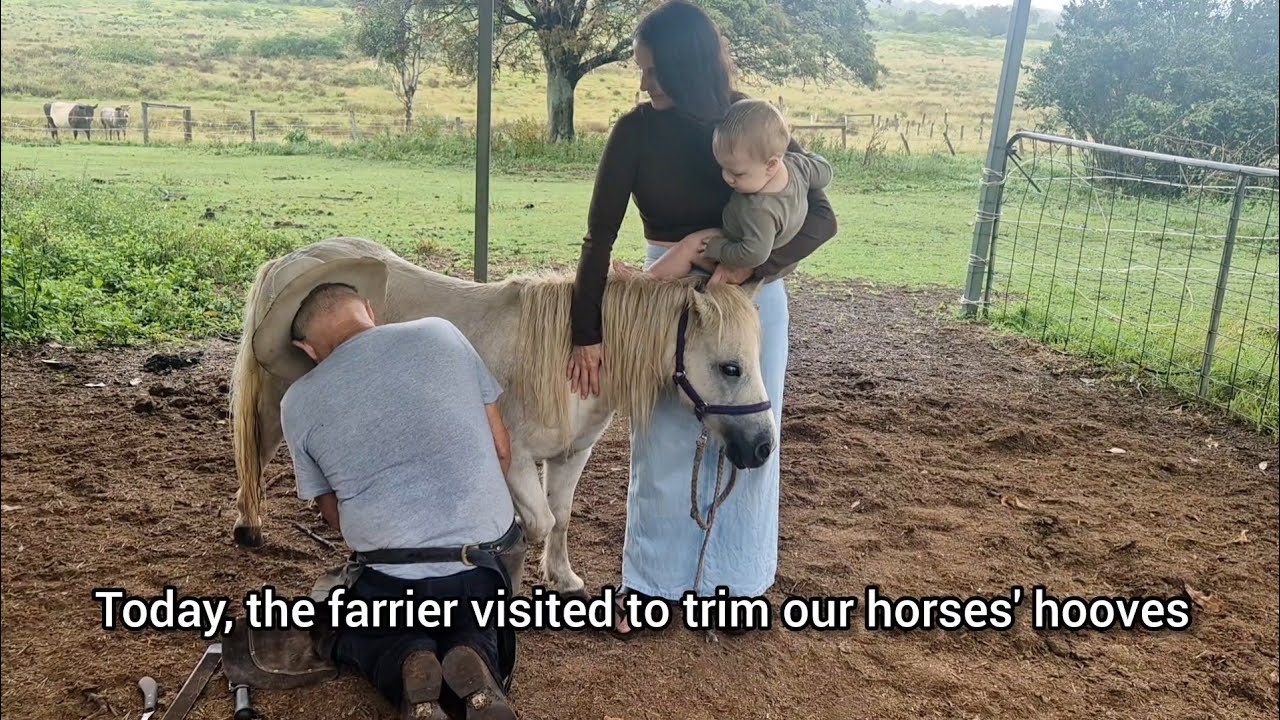 Farrier Visit: Trimming the Horses’ Hooves 🐴
