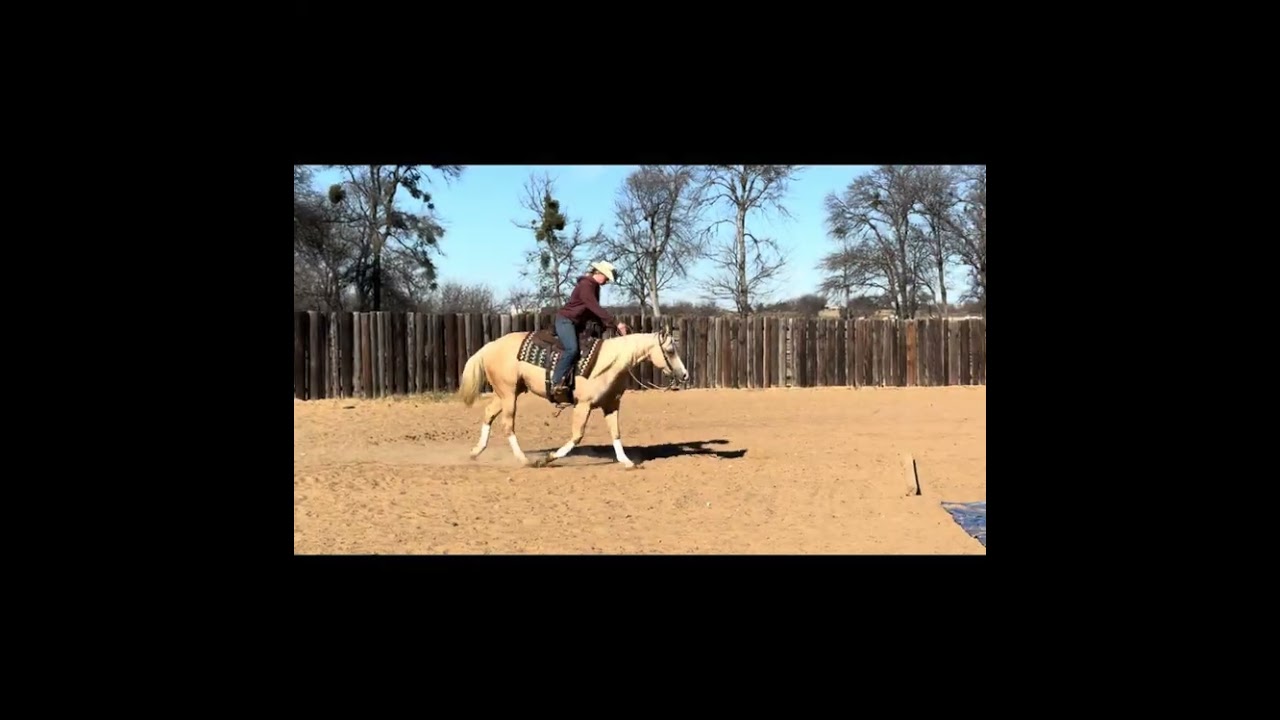 HA AllEyesOnMe #69 Brian Bell Performance Horses