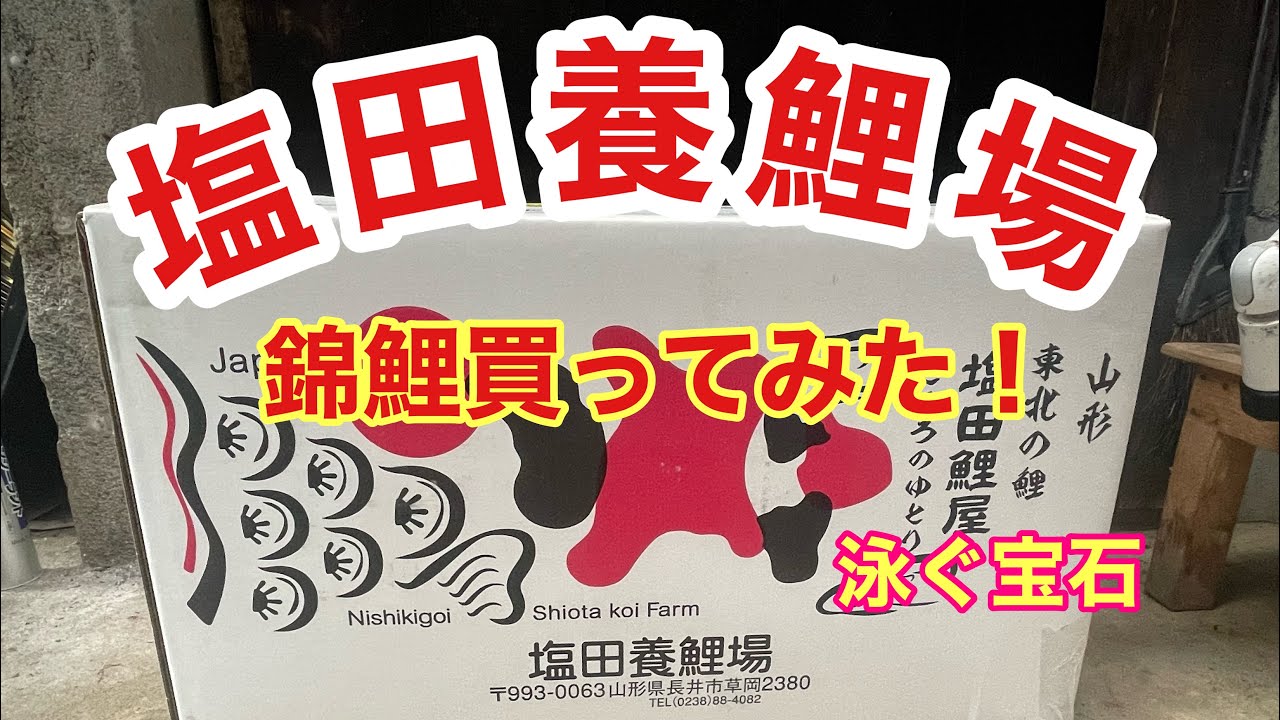 塩田養鯉場から錦鯉買ってみた！！#塩田養鯉場 #koi #泳ぐ宝石錦鯉 #錦鯉