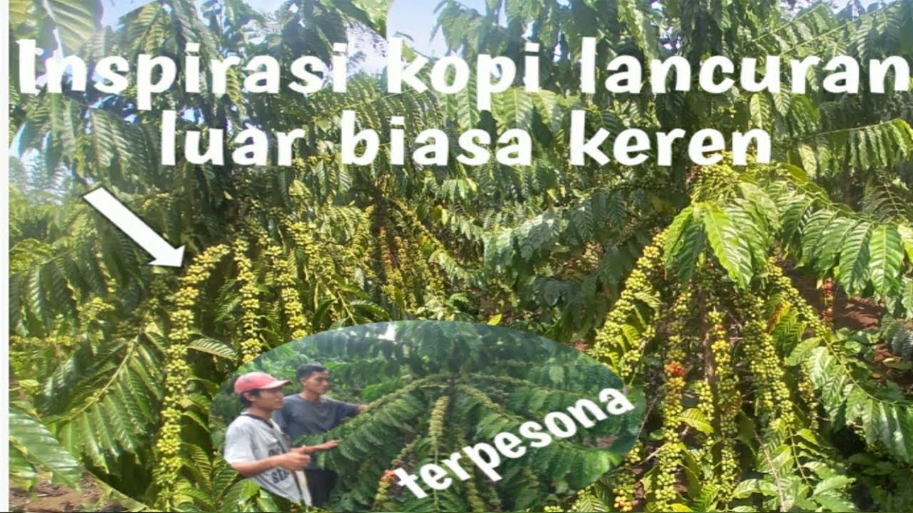 inspirasi perawatan kebun kopi lancuran