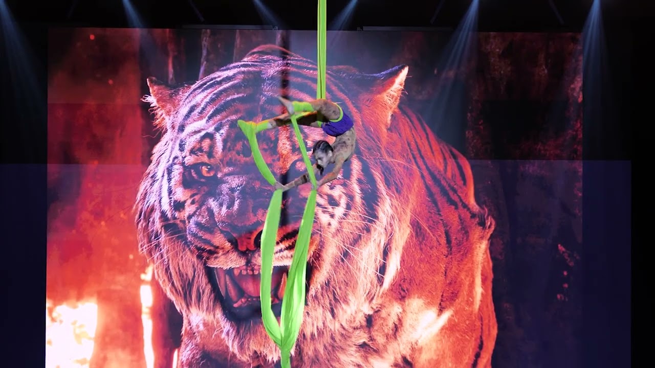 Catwalk, Журкина Алина