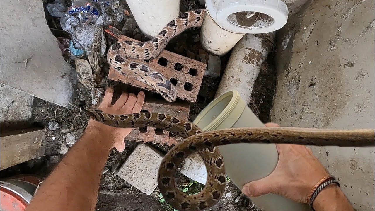 Catching 2 venomous night adders!