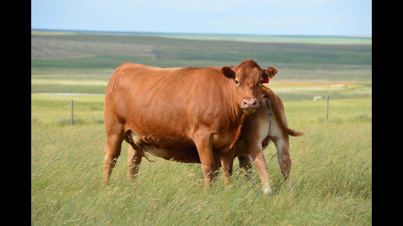 2020 Summer Pasture Tour-Davidson Gelbvieh & Lonesome Dove Ranch