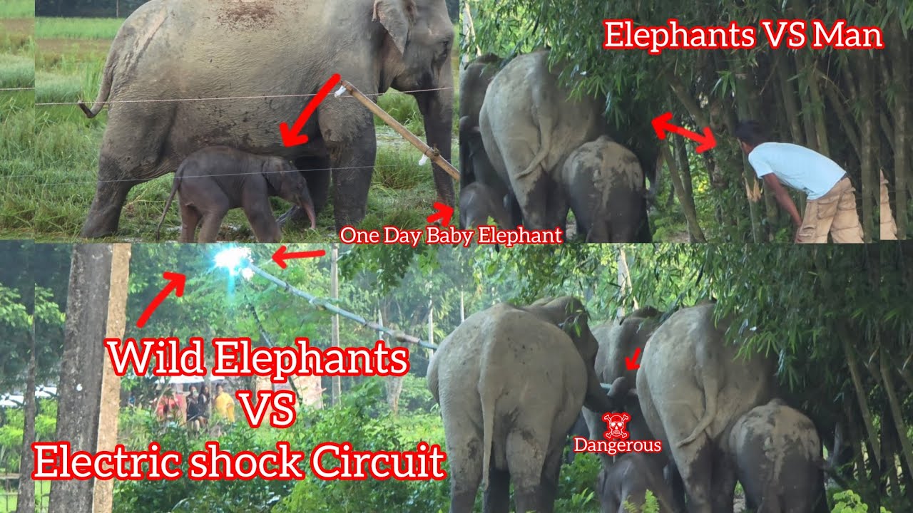 One Day Old Elephant Calf First Step In The Field Is To Chase The Herd Of Elephants To People's 🐘🐘