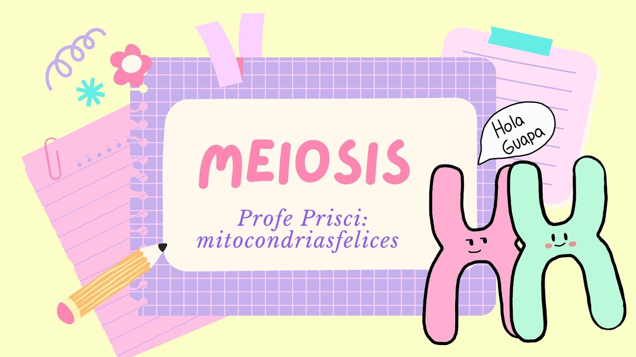 Clase meiosis pasito a pasito