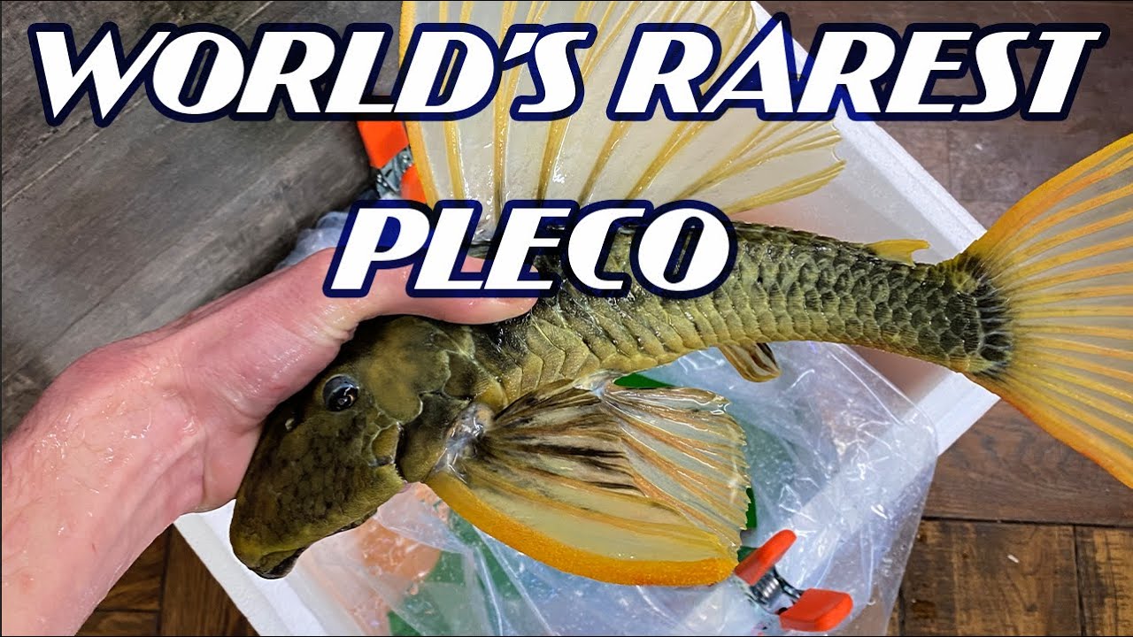 Phase 3 Luteus Pleco Unboxing (ThrowBack) ***HOLY GRAIL PLECO***