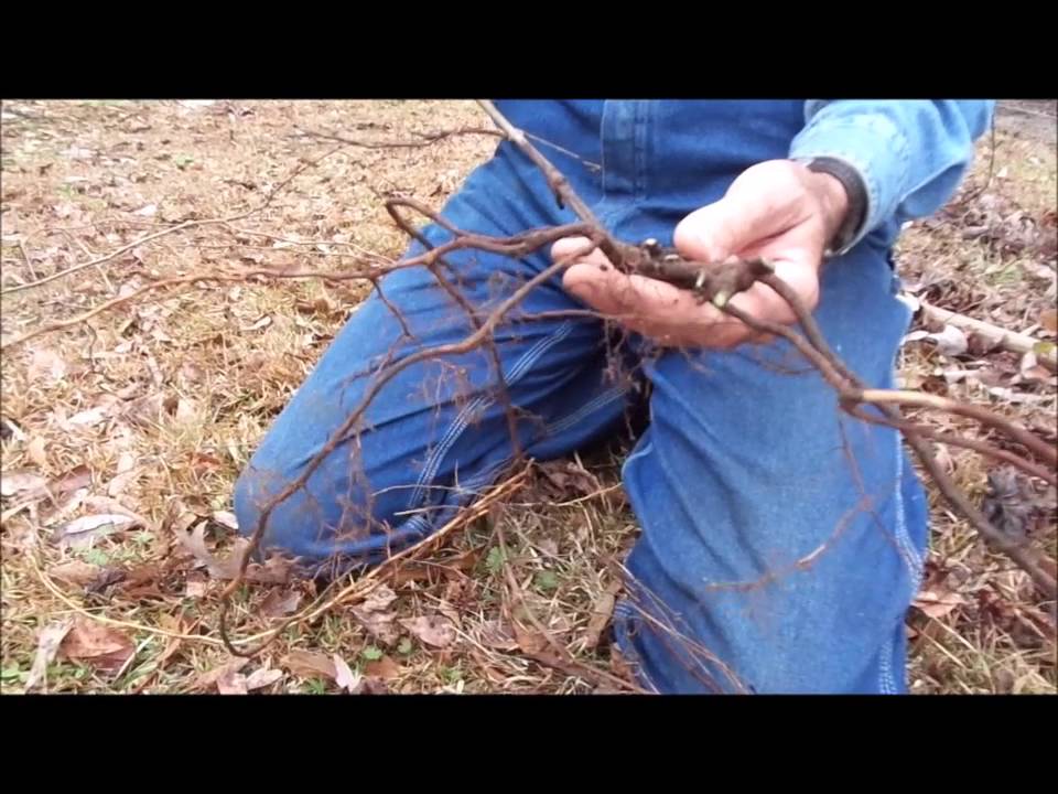 How to propagate and plant muscadine grapes on the Homestead