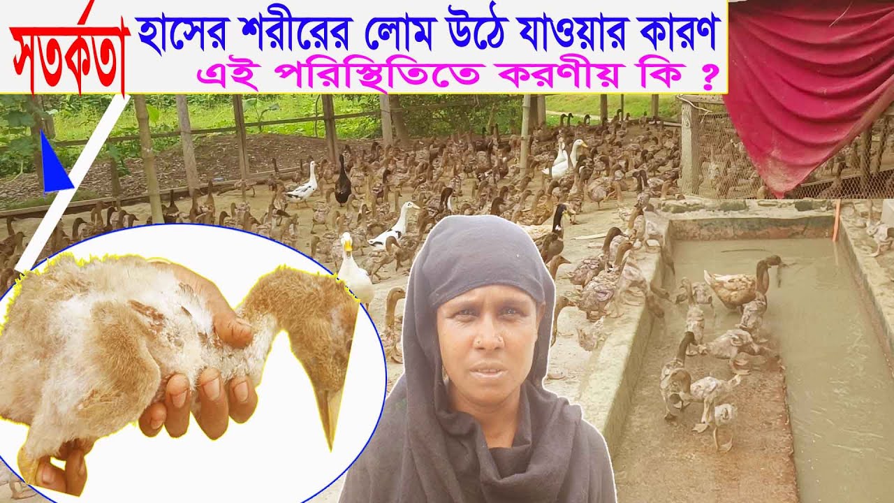সতর্কতা ! হাসের শরীরের লোম উঠে যাওয়ার কারণ এবং এ অবস্থায় করণীয়