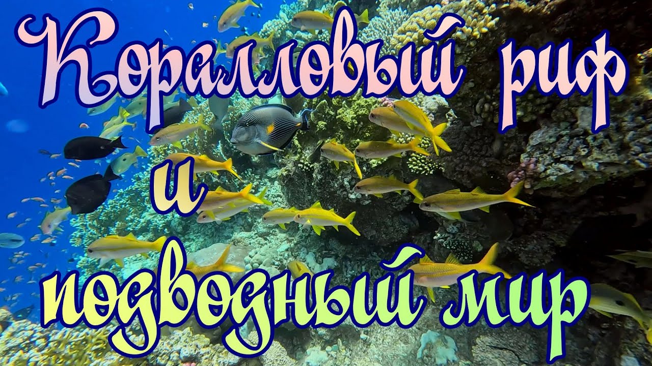 Коралловый риф и подводный мир у отеля Amarina Jannah Resort & Aquapark. Egypt. Marsa Alam.