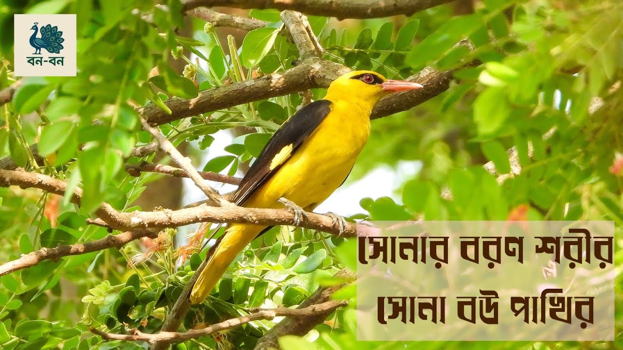 সোনার মতো হলুদ পাখি - সোনা বউ | Golden Oriole
