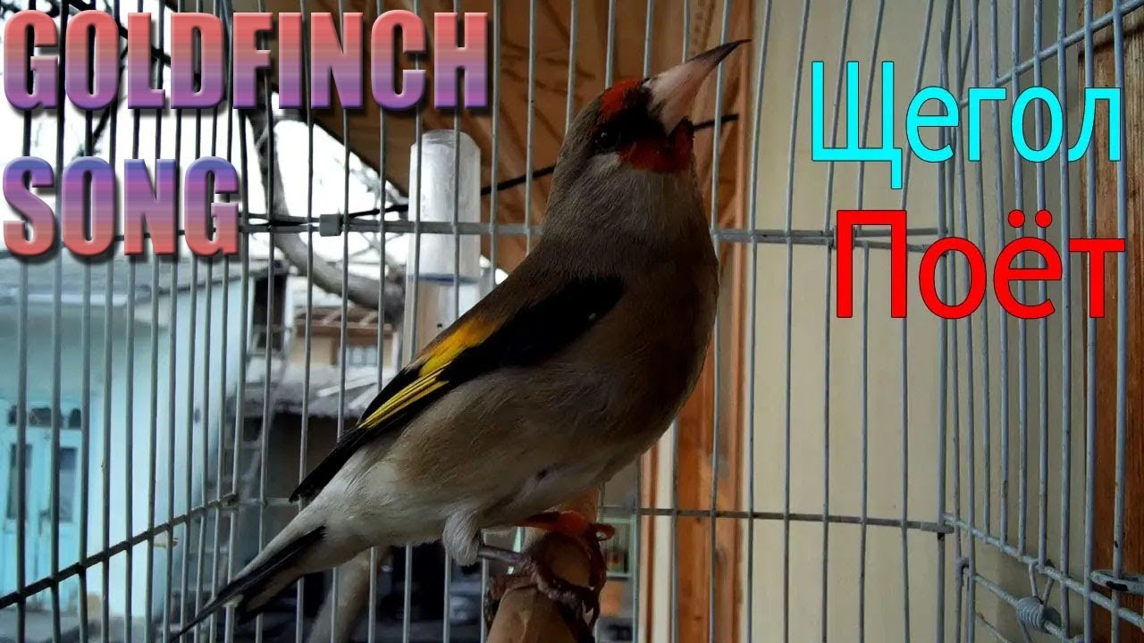 Switty cheveral goldfinch Wild goldfinch song from Algeria 2 #birds
